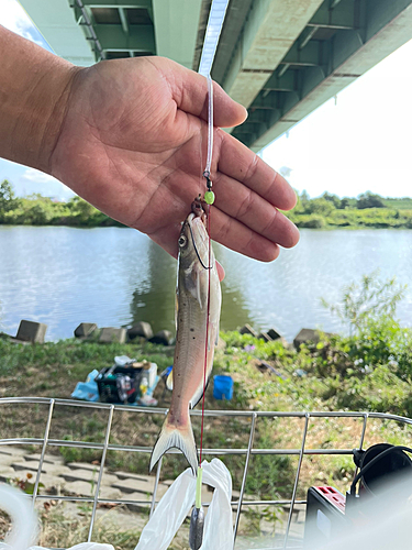 アメリカナマズの釣果