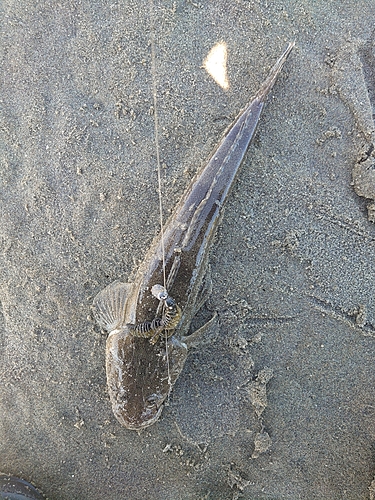 マゴチの釣果