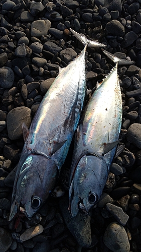 ソウダガツオの釣果