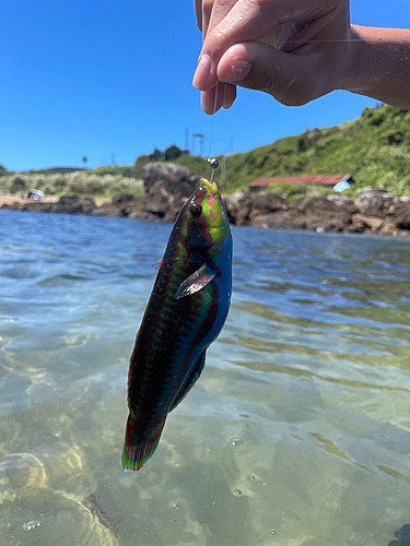 ベラの釣果