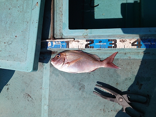 マダイの釣果