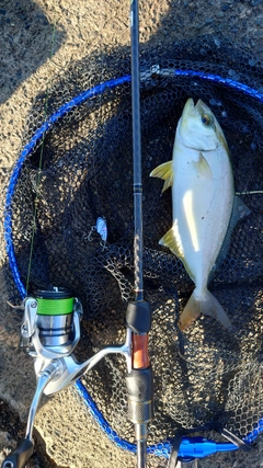 ショゴの釣果