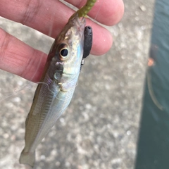 キスの釣果