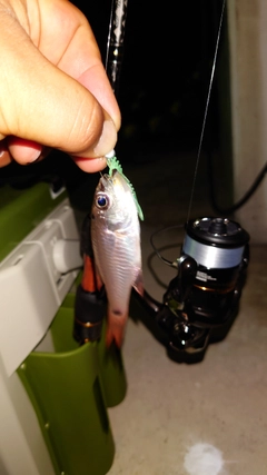 ネンブツダイの釣果