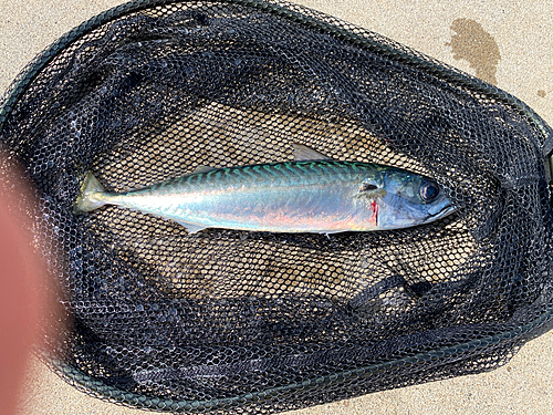 マサバの釣果