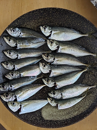 アジの釣果