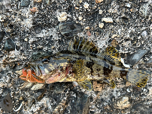 タケノコメバルの釣果