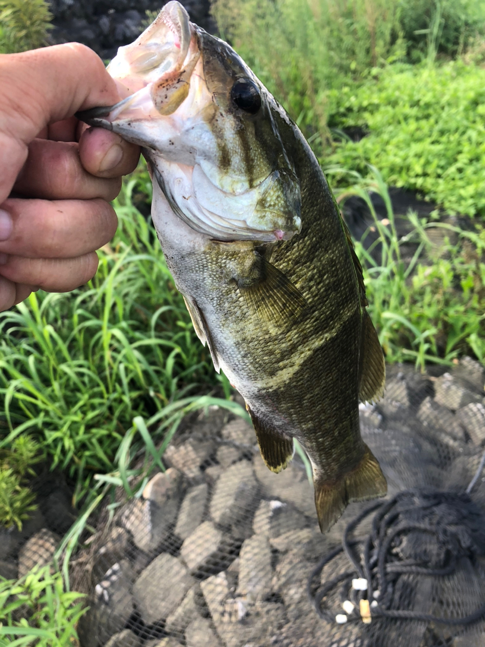 スモールマウスバス