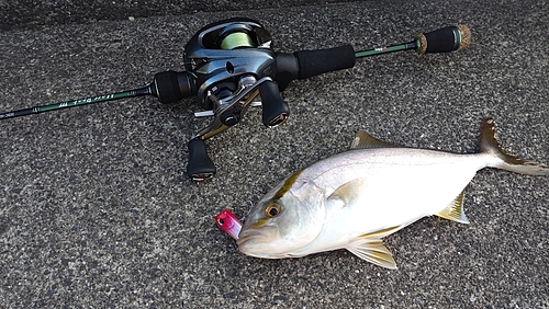 ショゴの釣果