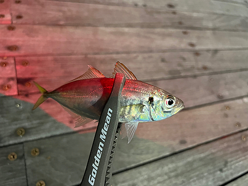 マアジの釣果