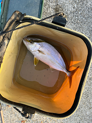 ネリゴの釣果