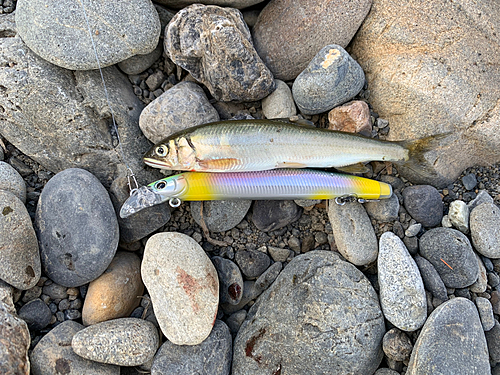 アユの釣果