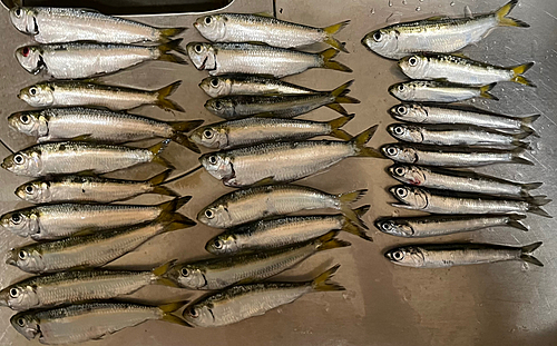 カタクチイワシの釣果