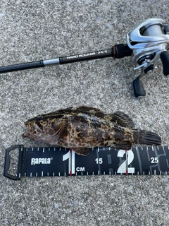 タケノコメバルの釣果