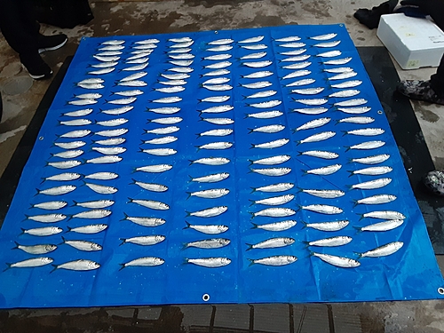 カタボシイワシの釣果