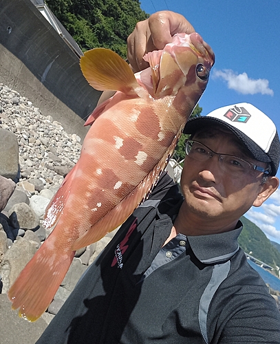 アカハタの釣果