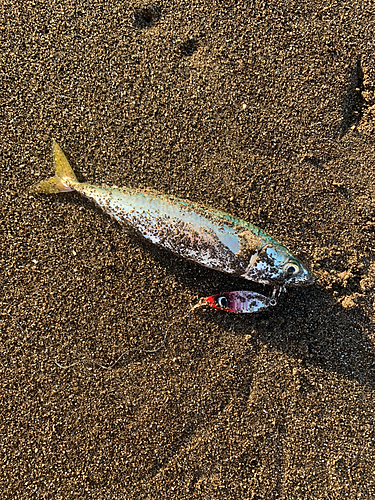 ショゴの釣果