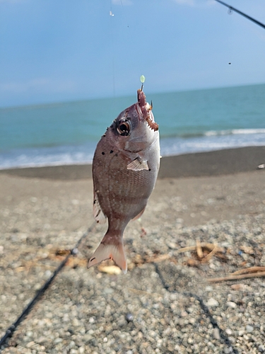 チャリコの釣果