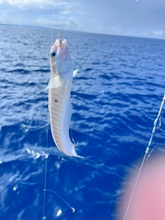 ベラの釣果