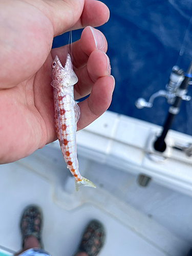 アカエソの釣果