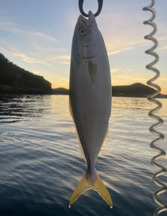 ワカシの釣果