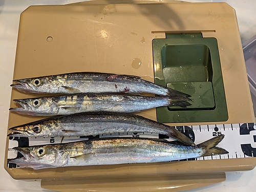 カマスの釣果