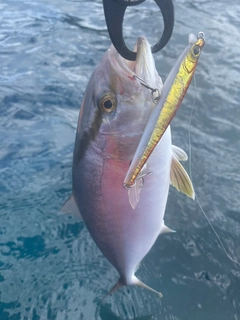 ショゴの釣果