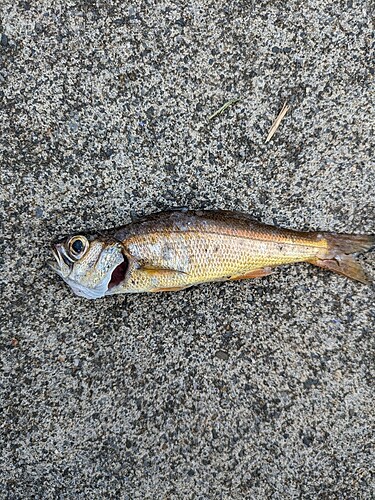 ムツの釣果