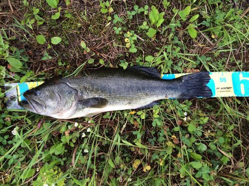 ブラックバスの釣果