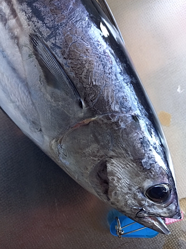 カツオの釣果