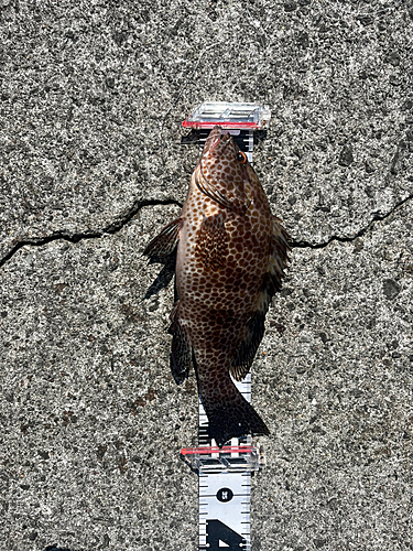 オオモンハタの釣果