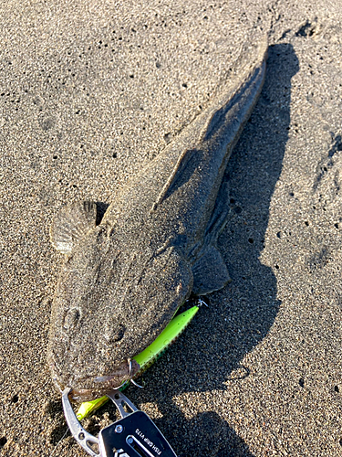 マゴチの釣果