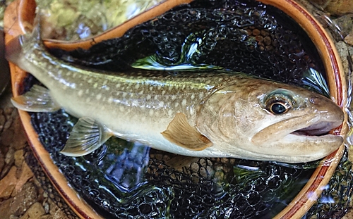 イワナの釣果