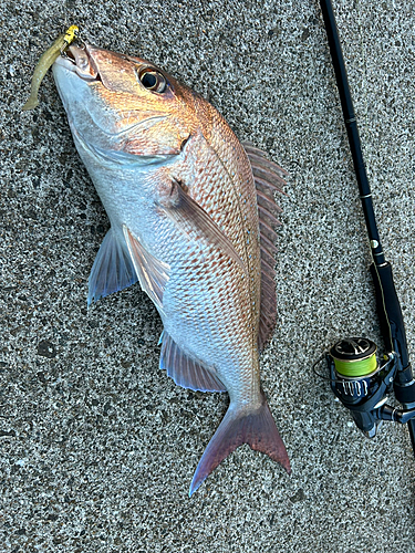 釣果