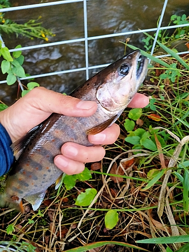 アマゴの釣果