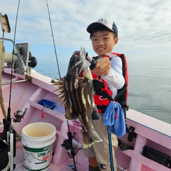 イシナギの釣果