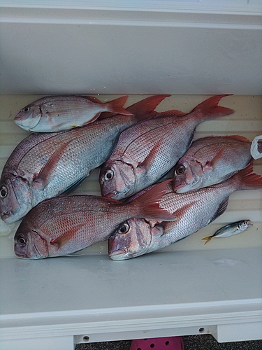 マダイの釣果