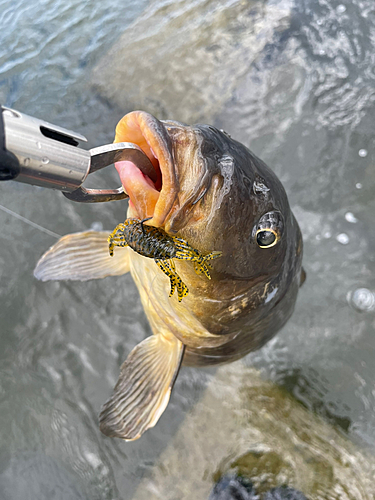 コイの釣果