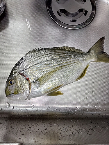 ヘダイの釣果