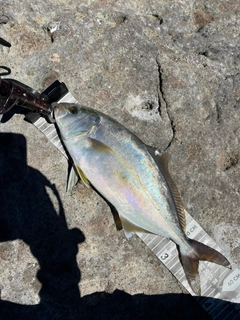 ショゴの釣果