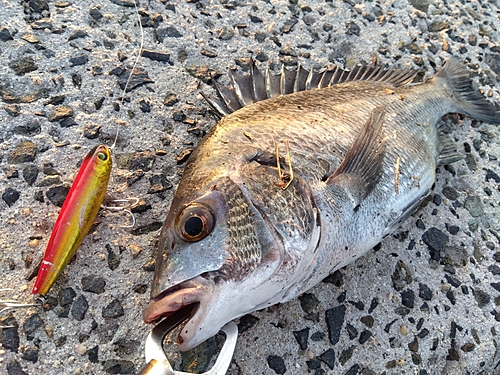 クロダイの釣果