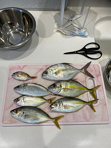 シマアジの釣果