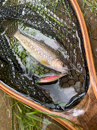 アメマスの釣果