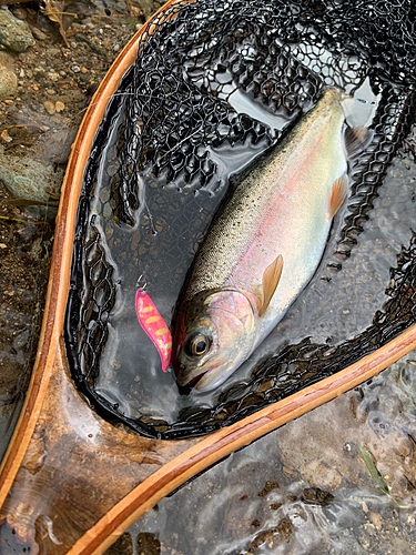 ニジマスの釣果