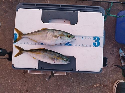 コゾクラの釣果