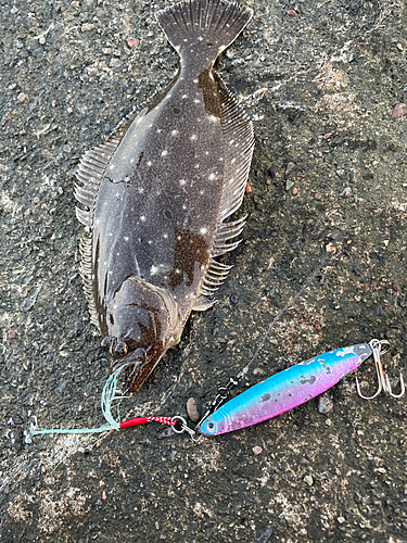 ソゲの釣果