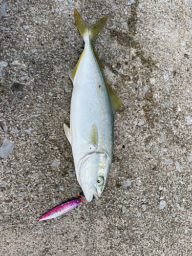 ワカシの釣果