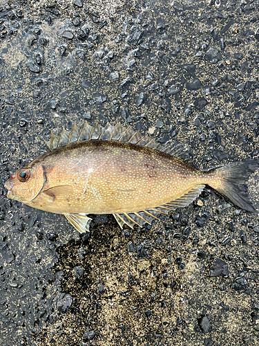 アイゴの釣果