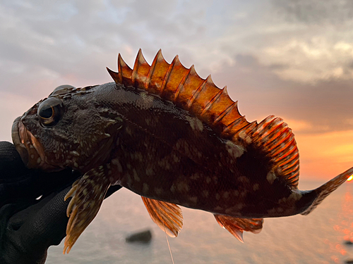 カサゴの釣果