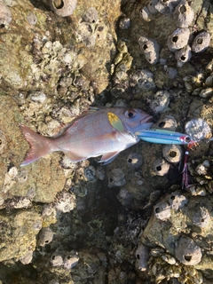 タイの釣果